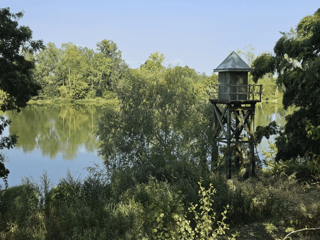 Une tour d'observation en bois sur pilotis au bord de l'eau, entourée de végétation